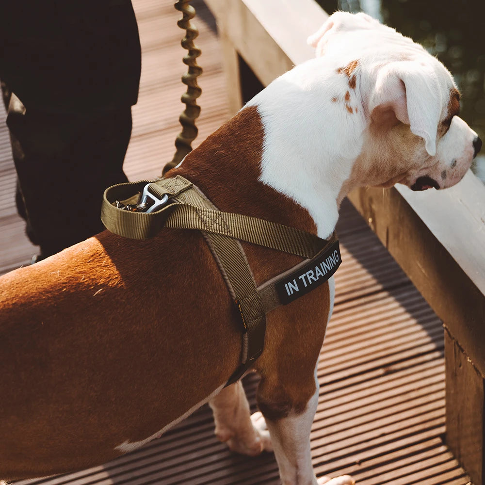 High Quality Adjustable Chest Strap Vest Pets